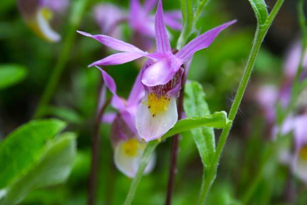 istock Beautiful Lady Slipper Flower 2187239547