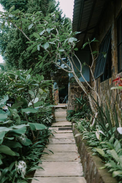 Pathway beside a cafe building surrounded by lush trees, creating a serene and inviting atmosphere. Perfect for themes of nature, relaxation, or outdoor dining.