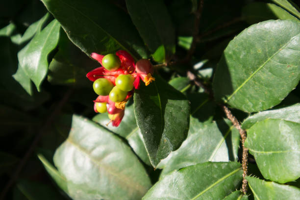 istock Ochna serrulata or small-leaved plane or carnival ochna 2187240214