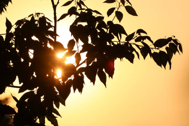 Shodow of  shot of Green Cinnamomum camphora tree