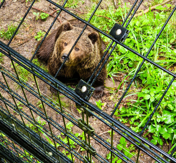 istock A bear in the wood 2187240932