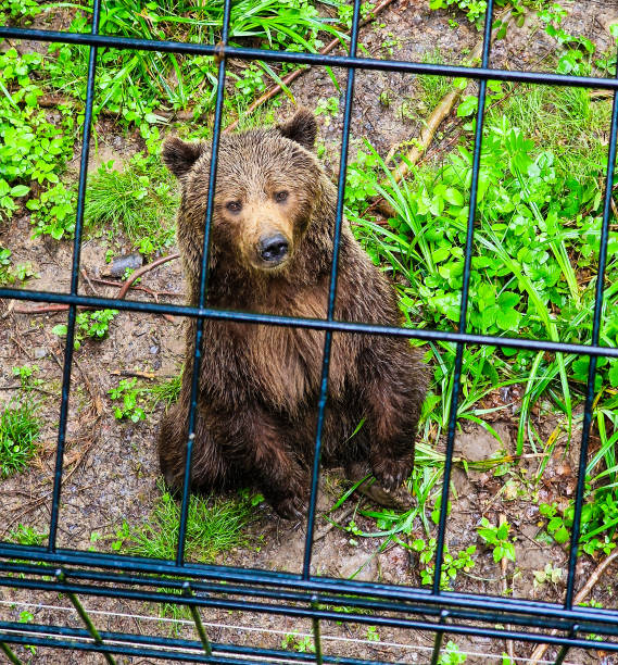 istock A bear in the wood 2187240942