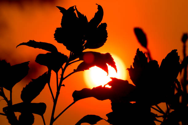 Sun and Shadow of red Hibiscus rosa-sinensis