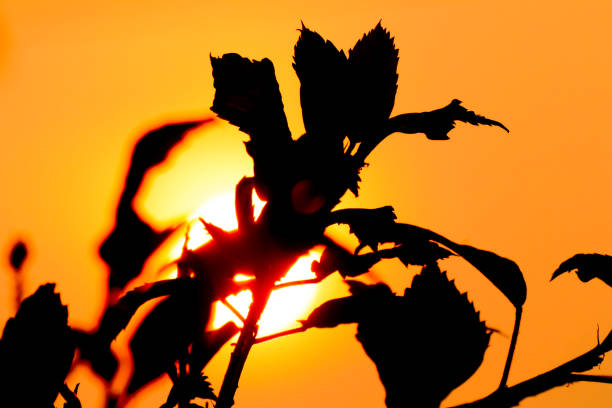 Sun and Shadow of red Hibiscus rosa-sinensis