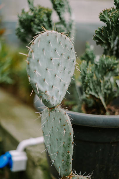 istock Cactus plant in a decorative pot, showcasing its unique shape and texture. 2187241080