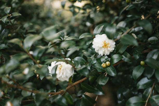 A close-up of a blooming white camellia flower surrounded by green foliage in Forsyth Park, Savannah, Georgia