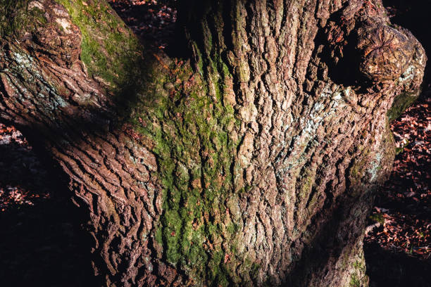 Close up natural woodland texture scene