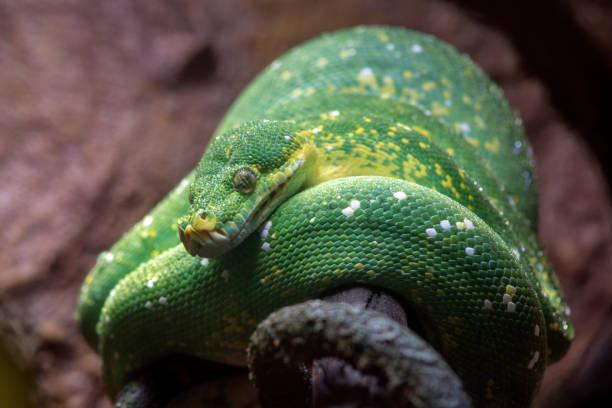 1,200+ Tree Python Stock Photos, Pictures & Royalty-Free Images - iStock