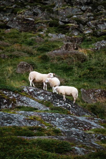 istock A Beautiful Pastoral Scene Featuring Sheep Grazing on Rocky Terrain Surrounded by Nature 2187244713