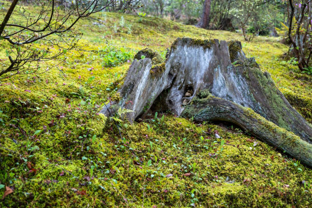 Decaying tree stump on a mossy forest floor. The old tree trunk is partially moss covered. Japanese garden in Japan,