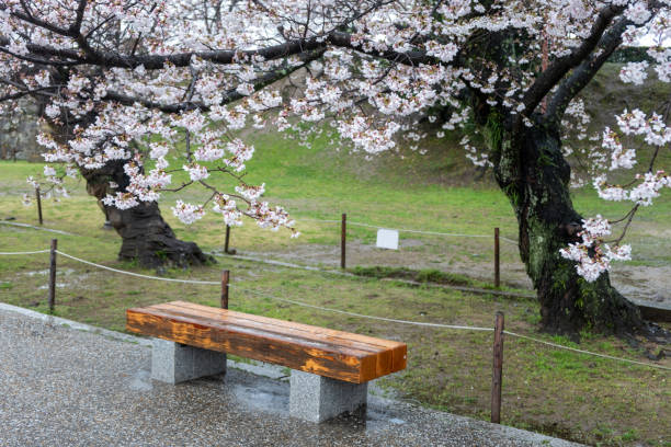 Empty wood bench under the blooming cherry trees, Japanese garden in Spring, after the rain