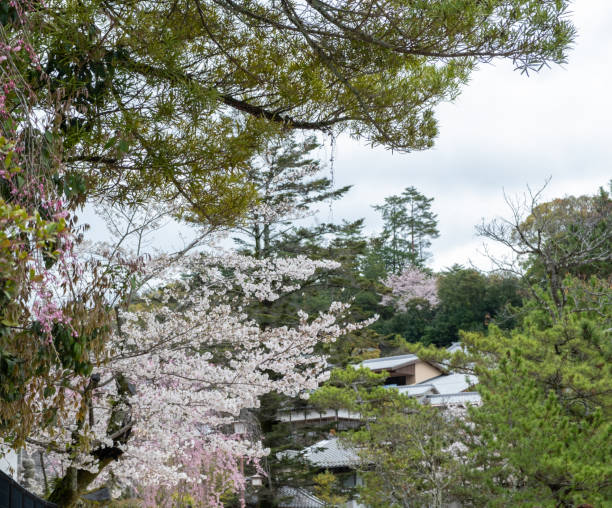 istock Blooming cherry tree branch and pine tree in a Japanese garden. Spring day in Japan 2187245836
