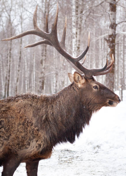 istock Profile of a Majestic Red Deer in Winter 2187247042