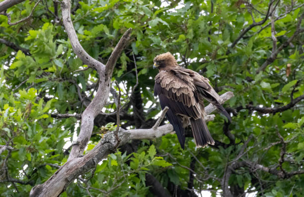 istock Booted Eagle in a natural habitat 2187249153