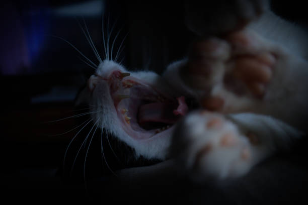 Cute tuxedo cat yawning on couch 3 legs with paws up to camera
