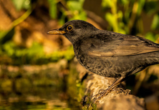 Blackbird sitting on the ground