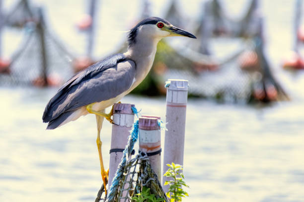 istock Black-crowned Night Heron in breeding colony 2187249414