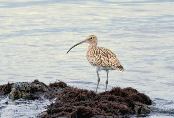 istock Eurasian Curlew (Numenius arquata) in natural habitat 2187249612