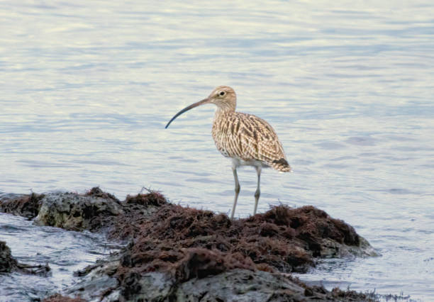 istock Eurasian Curlew (Numenius arquata) in natural habitat 2187249635