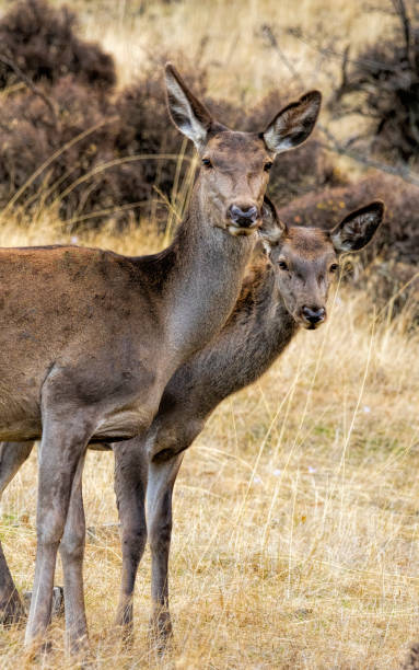 istock Female European Red Deer with baby 2187249740