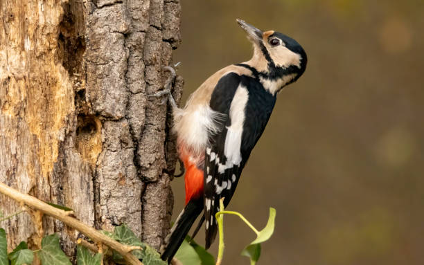istock Great Spotted Woodpecker (Dendrocopos major) in forest 2187249783