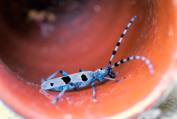 Rosalia longicorn (Rosalia alpina) or Alpine longhorn beetle