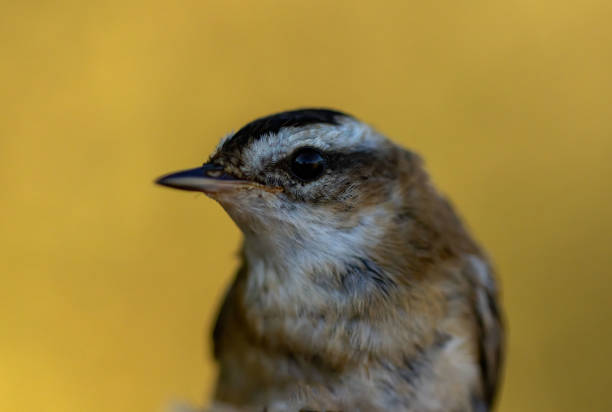 Sedge Warbler (Acrocephalus schoenobaenus) in a natural habitat