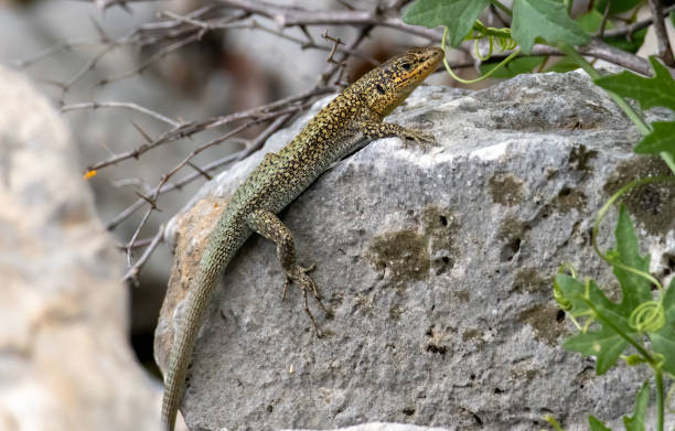 istock The Greek rock lizard (Hellenolacerta graeca) in a natural habitat 2187250095