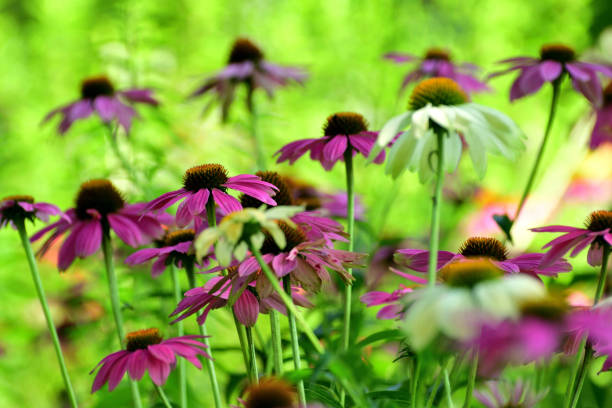 Echinacea is a group of herbaceous flowering plants in the daisy family, Asteraceae. This queen of daisy is often called Coneflowers for its dome-shaped center.