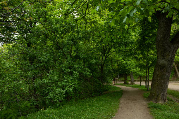 istock A beautiful old park with trees and bushes 2187250666