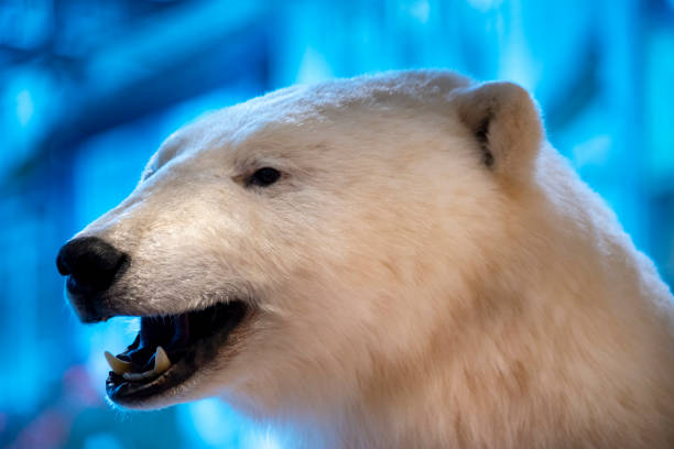 istock Taxidermy Polar Bear 2187251473
