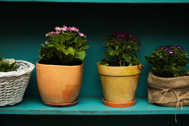 Beautiful flower pots are blooming outside, close-up view