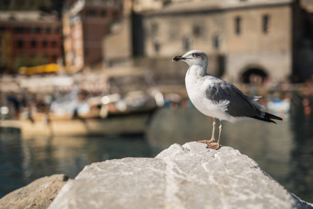 istock Beautiful elegant sea gull posing 2187251712