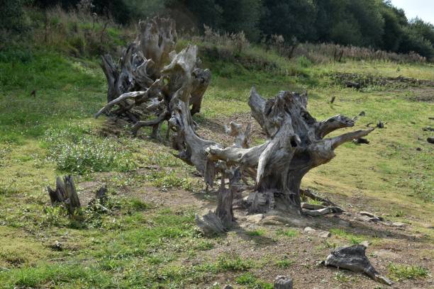 istock Climate change taking place at a Mid Devon Reservoir, Roadford Reservoir, Devon 2187251758