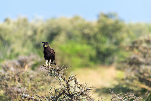 istock Long-crested eagle in Lake Nakuru national park 2187251823
