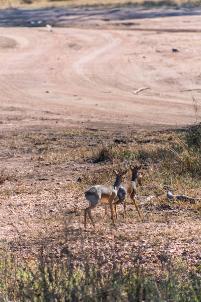 istock Close-up of a Dik dik 2187251848
