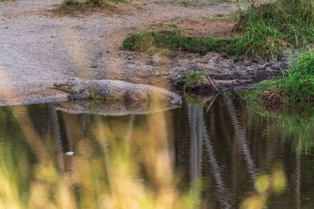 istock Crocodile in the Serengeti 2187251855