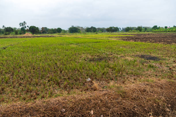 istock Rice plantation in Mto Wa Mbu 2187251868