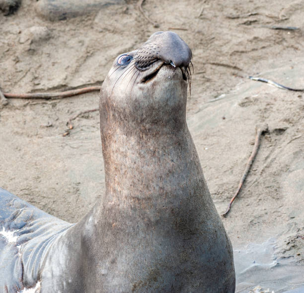istock At elephant seal vista point 2187251875