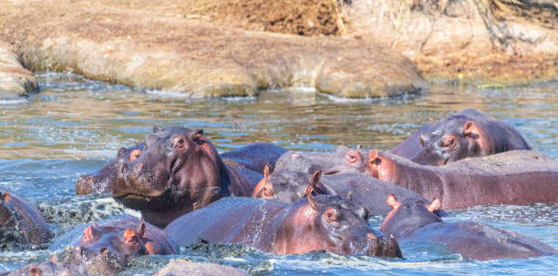 istock Hippo pool in the Serengeti 2187251885