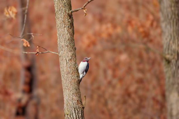 Juvenile Red-headed Woodpecker,  (Melanerpes erythrocephalus). A young, uncolored bird changing its head feathers in Ohio state park.