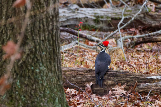 A Pileated woodpecker searching for food in a dead tree in the woods or forest
