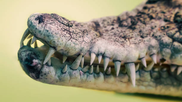 istock open mouth of a crocodile with sharp fangs close up 2187253605
