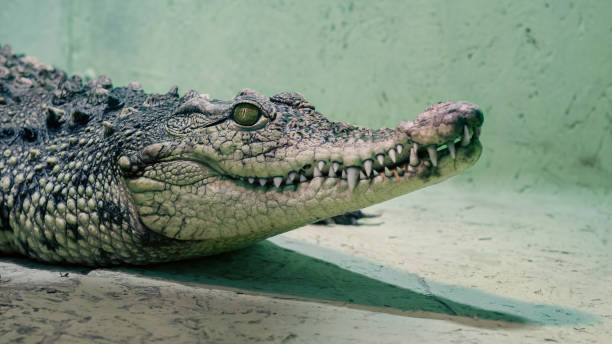 istock crocodile head isolated close up on a green background 2187253618