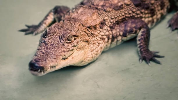 istock crocodile head isolated close up on a green background 2187253626