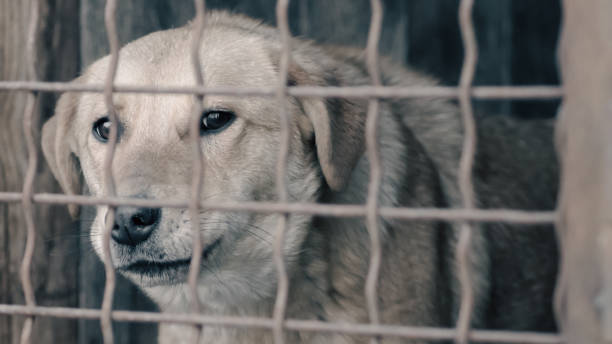 istock mongrel dog in a cage close up 2187253650