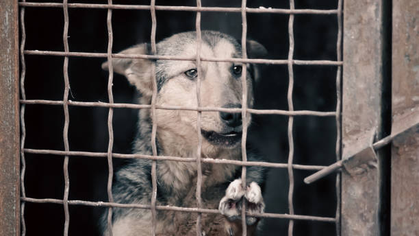 istock mongrel dog in a cage close up 2187253666