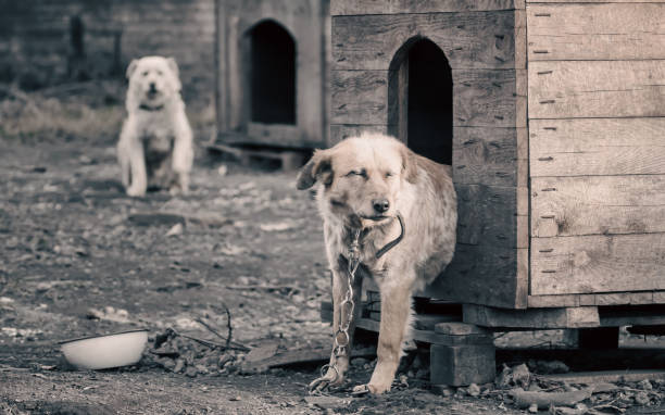 two mongrel dogs on a chain in a farm