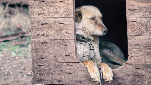 mongrel dog on a chain in a farm old style photocolse up