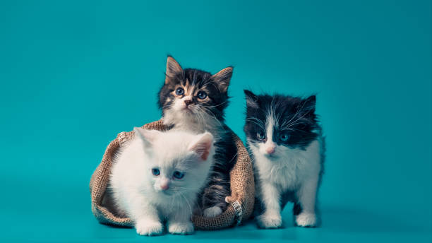 istock two kittens in a sack and one next to the bag on a turquoise background 2187253779